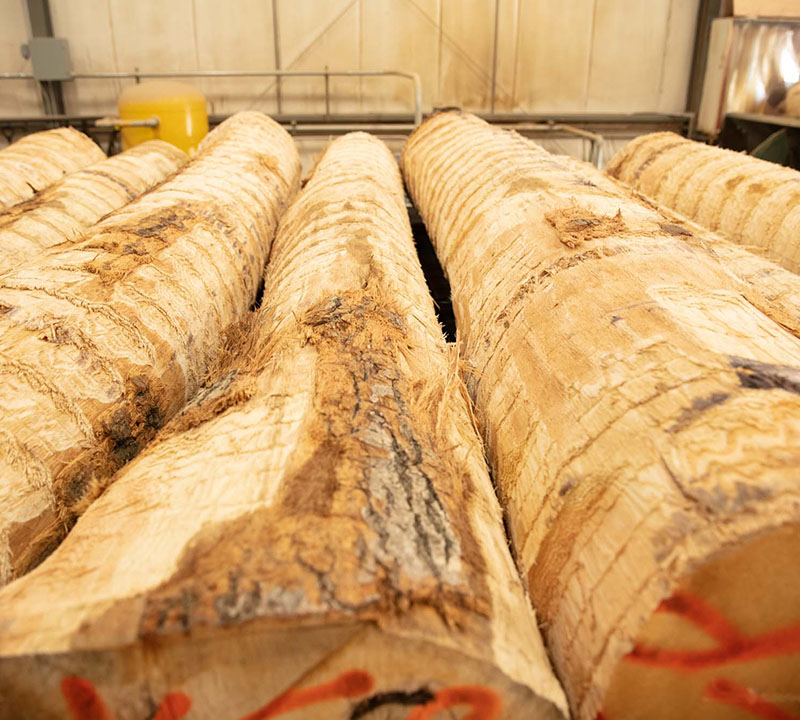 A closeup photo of several debarked logs