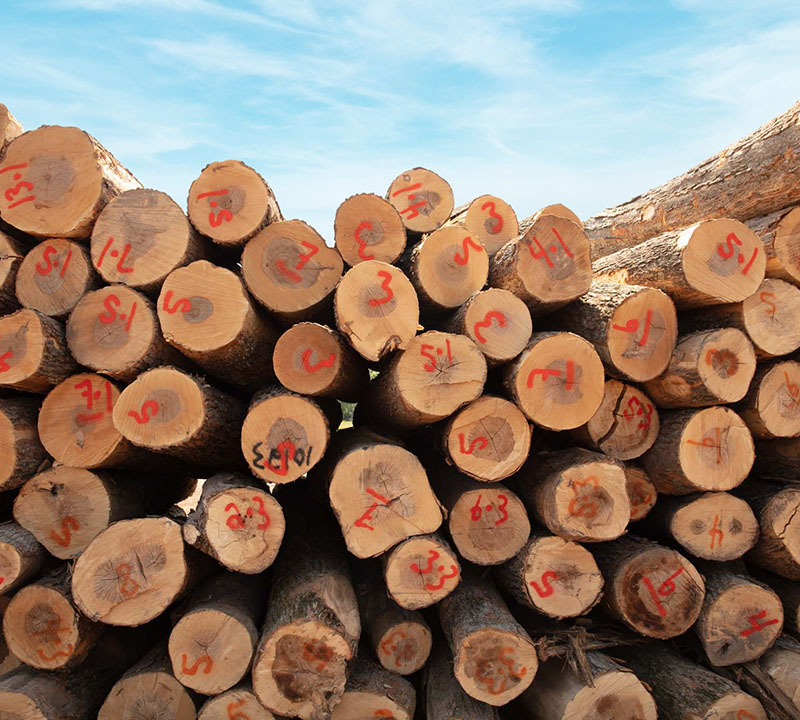 Large stack of logs in the lumber yard waiting for processing