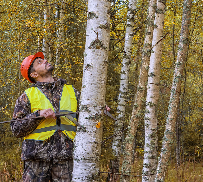 A forester in the woods wearing a helmet and safety vest measures the trunk of a birch tree