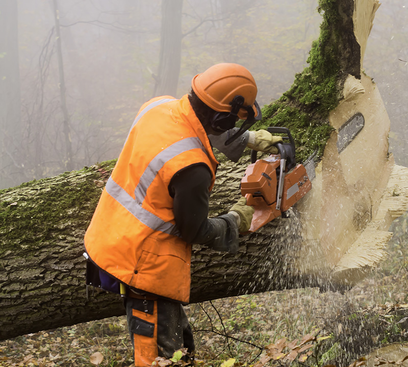 A forester wearing a helmet and safety vest cuts a section off of a felled tree