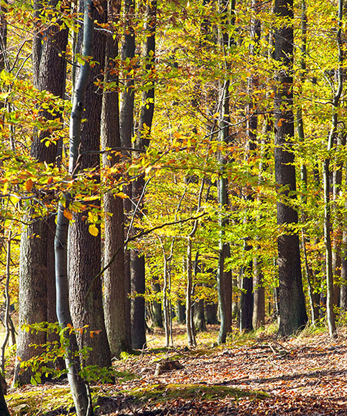 a hardwood forest on an autumn day with leaves on the ground